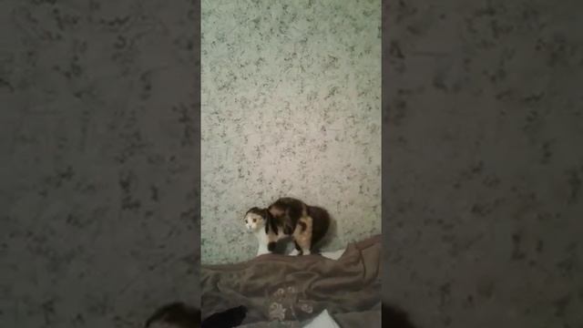 Котенок Обделался от Испуга смотреть онлайн