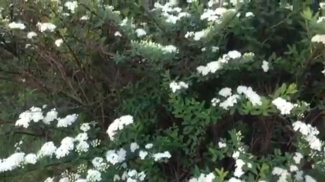 Snowmound Spirea Shrub in Natural Form! #shrubs смотреть онлайн