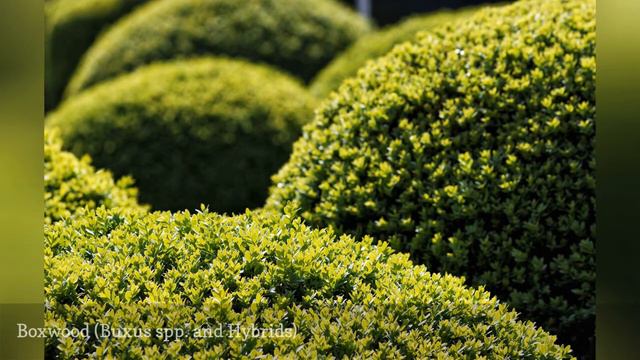 12 Popular Evergreen Shrubs 🛋️ смотреть онлайн