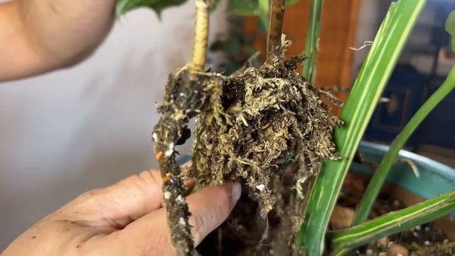 PROPAGATING Monstera 'Thai Constellation' 🪴 смотреть онлайн