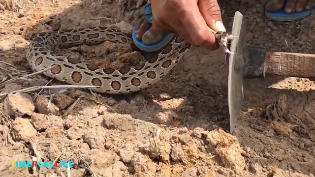 Удивительная храбрая девушка ловит змею и освобождает их на поле | удивительные игрушки смотреть онлайн
