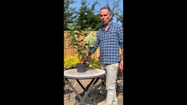 Hydrangea Paniculata 'Pinky Winky' смотреть онлайн