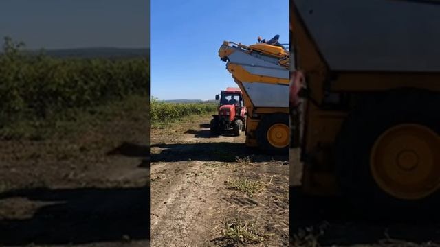 Комбайн для сбора винограда Gregoire GL8.6 смотреть онлайн