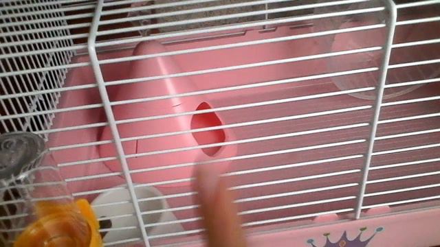 Я ВЕРНУЛАСЬ!!! Почему меня так долго не было?! У меня новый питомец?! смотреть онлайн