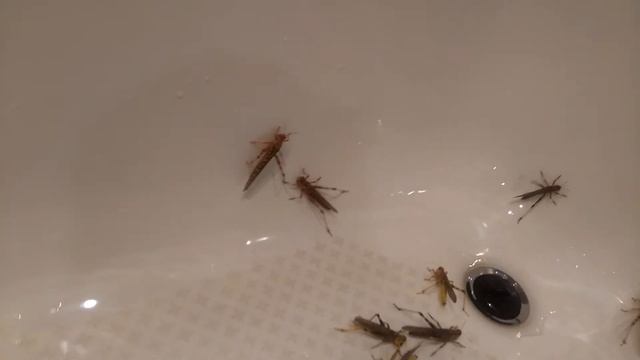 Перелётная саранча skittles: попробуй поймай радугу... смотреть онлайн