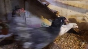 Куры породы Амераукана, содержание молодняка.