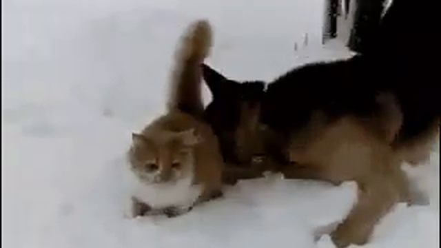 Не повезло коту смотреть онлайн