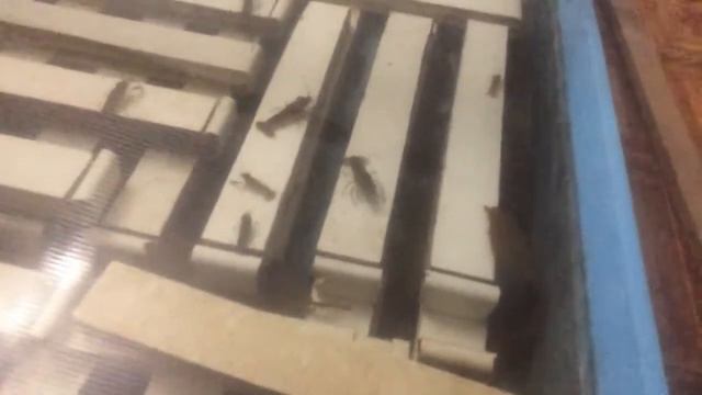 Австралийский красноклешневый рак АККР смотреть онлайн