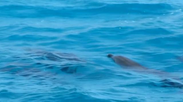 Дельфины под водой. смотреть онлайн
