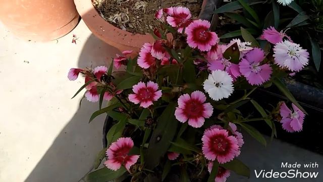 How To Grow Danthus //care In Summer