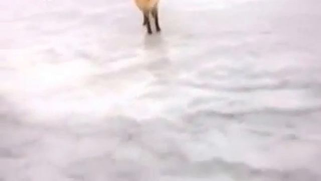 Лиса и рыбаки смотреть онлайн