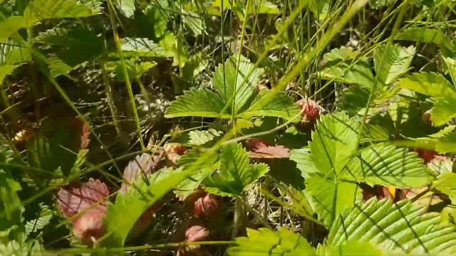 Как растет клубника смотреть онлайн