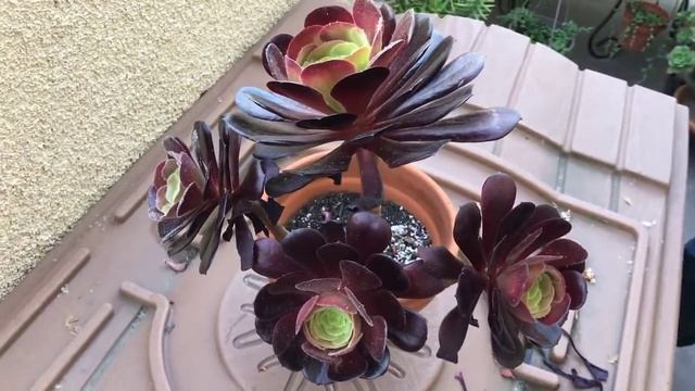 Aeonium And Aeonium Black Rose Stem Propagation