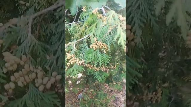 Breathe oxygen - Туя обыкновенная смотреть онлайн