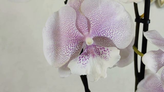 №239/ Ох и накупила! Хомяк доволен смотреть онлайн