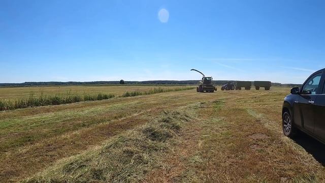 #75 PGR robił 2 tygodnie, teraz trwa to 4 dni - 250 przyczep do silosu. Zbiór trwa w GR Matkowski смотреть онлайн