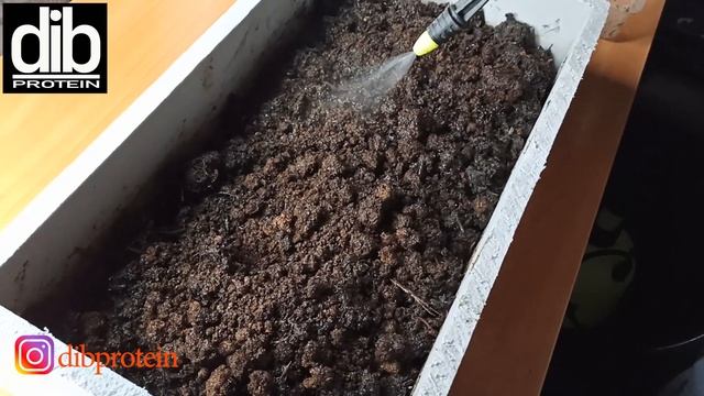 Переработка зоогумуса чёрной львинки дождевыми компостными червями. смотреть онлайн