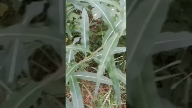 Как отличить иван чай от яд. растений