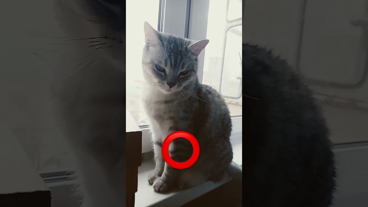Красивый котик #shorts смотреть онлайн