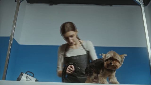 ЛЮБИМЫЕ Собачки | Видео Про Собак | Видео Про Животных смотреть онлайн