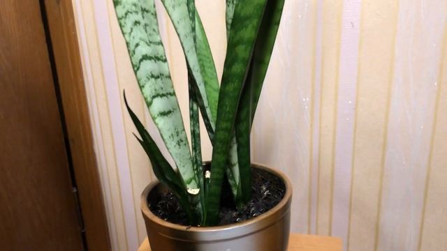 Сансевиерия или тещин язык