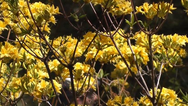 Одни из самых красивых цветов(кустов),Рододендрон,Cornell Botanic Gardens,Ithaca NY,USA смотреть онлайн