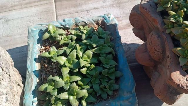 Crassula Springtime bakımı üretimi смотреть онлайн