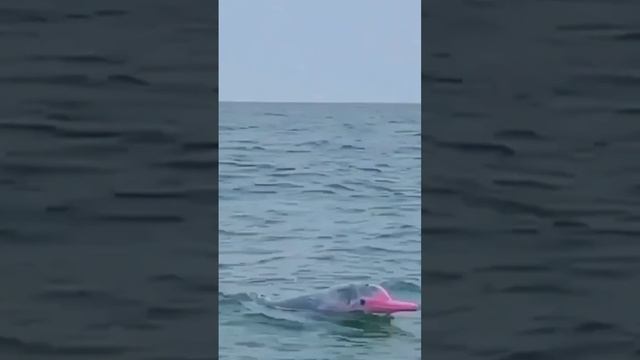 Dolphin смотреть онлайн
