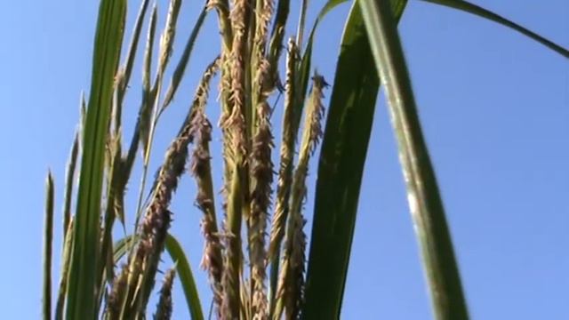 Chinaschilf (Miscanthus Sinensis)