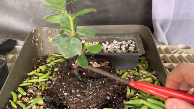 Green Island ficus, first steps for creating a bonsai from a cutting (December, 2022) смотреть онлайн