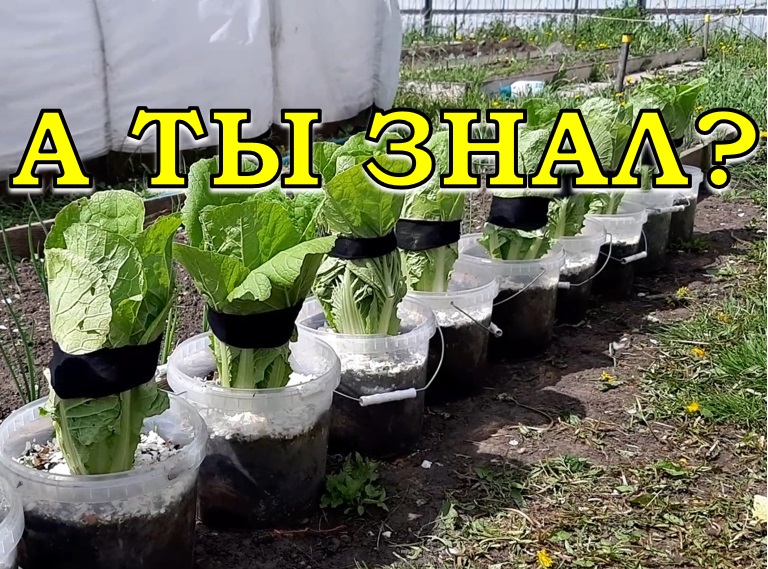 Пекинская КАПУСТА в ВЁДРАХ: снимаю первый урожай ???