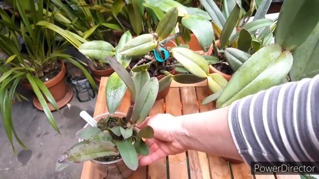 22 Орхидеи, что недавно нагребла. Обзор новых орхидей. Каттлеи, Лаелии и Ликасты. смотреть онлайн