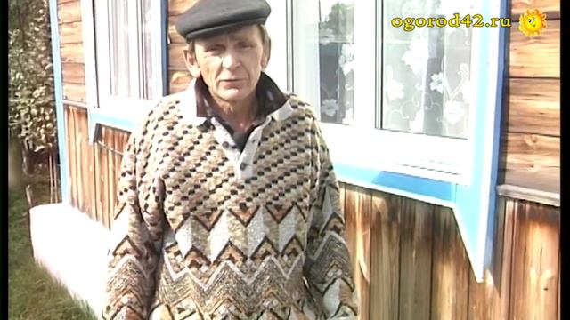 Амурский гибрид: зимует без укрытия смотреть онлайн