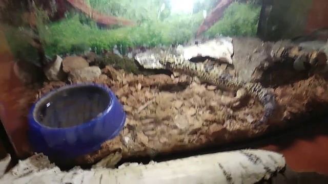 Это Геша моя ящерица ?и название эублефар смотреть онлайн