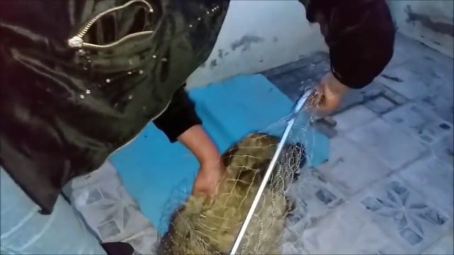 Она ждала помощи и дождалась Спасение собаки смотреть онлайн