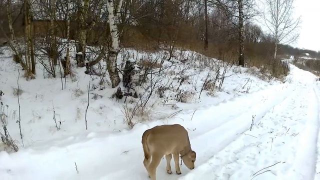 Джерсейские коровы. Обзор телочки. Бычок на продажу. смотреть онлайн