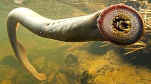 Доисторические Создания, Которые Живут и Сегодня