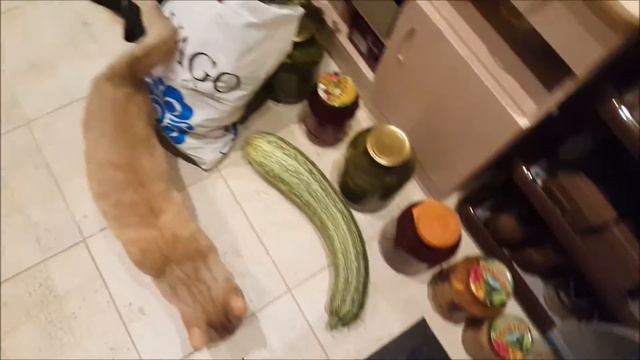 #ВЛОГ! Дорога домой! Мои опасения! Какая красота! 29.08 смотреть онлайн