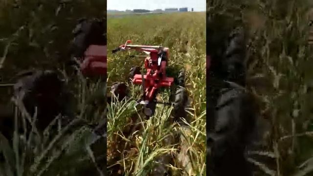 Мотоблок Для чеснок смотреть онлайн