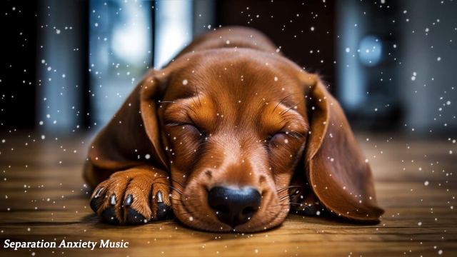 Anti Anxiety Music for Dogs: Cure Separation Anxiety with Dog Music & Dogs Calming Music смотреть онлайн