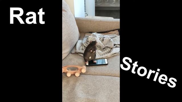 Любопытная крыса | Curious rat смотреть онлайн