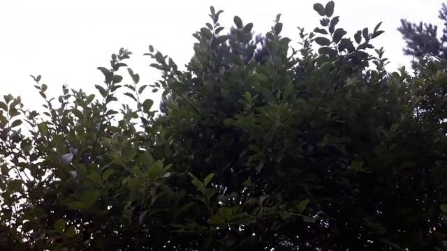 Малина без полива смотреть онлайн