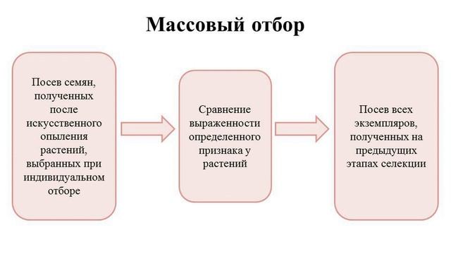 Тема 40. Селекция и ее роль в жизни человечества
