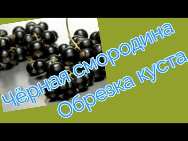 Чёрная смородина.Обрезка куста. смотреть онлайн