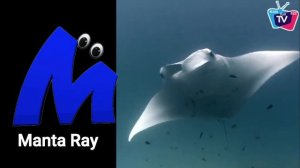 ABC Song for Kids | Learn The Names of Sea Animals for Kid | Phonics For Kids | Learn ABC, Baby