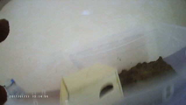 Делаем террариум для прытких ящериц