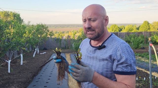ПОСАДКА ЗЕМЛЯНИКИ | (открытая корневая система) смотреть онлайн