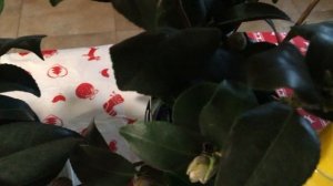 Камелия. Советы по уходу.