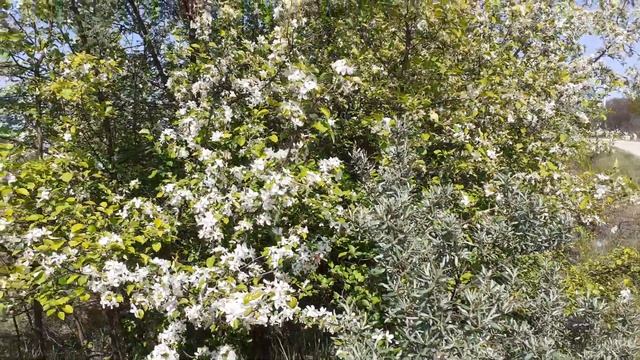 Живая изгородь лесной яблони, дичка на старых дачах. Небольшой обзор. смотреть онлайн