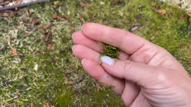 Восстанавливаем ГАЗОН ПОСЛЕ ЗИМЫ. Вычесывание Аэрация Подкормка Болезни газона.